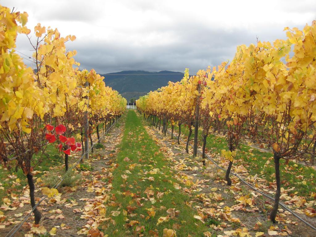 Korohi Vineyard Bnb Бленгейм Екстер'єр фото